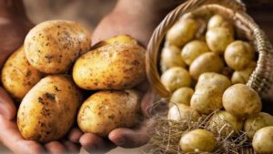 Voici le meilleur endroit pour stocker les pommes de terre d’après cet expert en alimentation