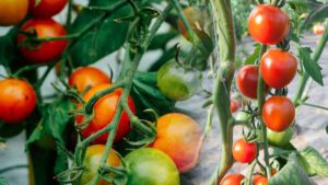 Tomates : cet engrais 100 % naturel est capable de doubler de volume rapidement