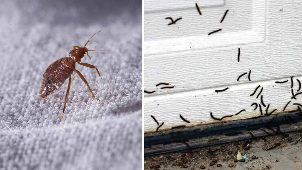 Infestation en hiver : Après les punaises de lit, ces vers noirs qui envahissent votre maison