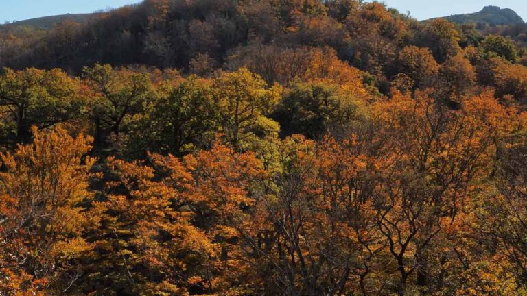 J'ai mis une éternité pour sortir de la forêt" : Léon, l'enfant de 9 ans retrouvé en Espagne après s'être perdu lors d'une randonnée, se livre sur son calvaire