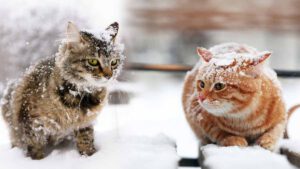 Un chat peut-il avoir froid ? À quelle température cela se produit-il ?