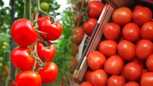 La face cachée des tomates marocaines vendues en Europe : des conditions de travail difficiles