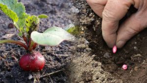 Avec la baisse des températures, c’est le moment de planter ce petit légume si bon pour une récolte express mi-octobre !