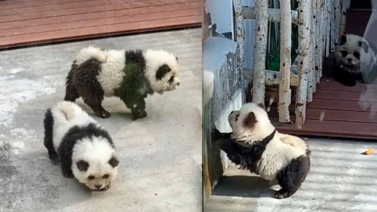 Un zoo admet que ses pandas sont des « chiens peints » après la réaction négative des visiteurs